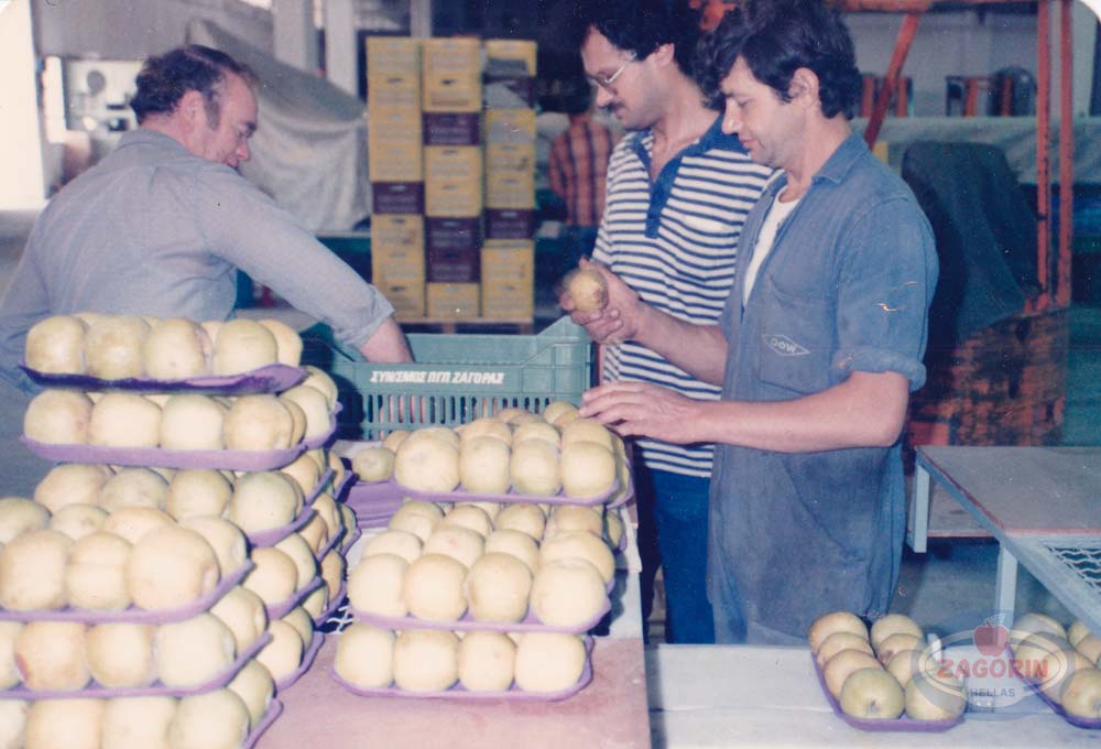 Συσκευασία μήλων golden delicious σε δισκάκια