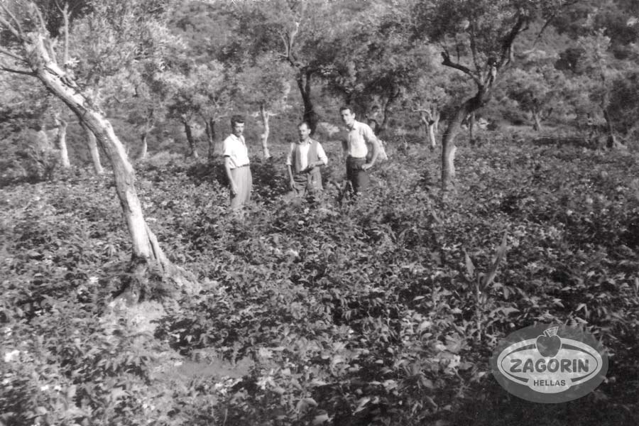 Potatoes production in the olive grove