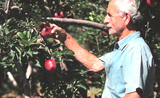 Συγκομιδή μήλων